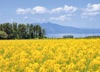 5/6月　大湊線：野辺地～大湊（青森） ローカル線紀行 2025年カレンダーの画像