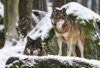 11月	オオカミ 世界動物遺産 2025年カレンダーの画像