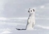 1月	オコジョ 世界動物遺産 2025年カレンダーの画像