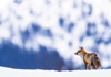 2月	アカギツネ 世界動物遺産 2025年カレンダーの画像