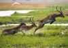 3月	リーチュエ 世界動物遺産 2025年カレンダーの画像