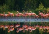 4月	ベニイロフラミンゴ 世界動物遺産 2025年カレンダーの画像